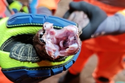 Serpentes: saiba como evitar acidentes