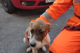 Cadelinha que vivia no 3º BBM ganha um lar